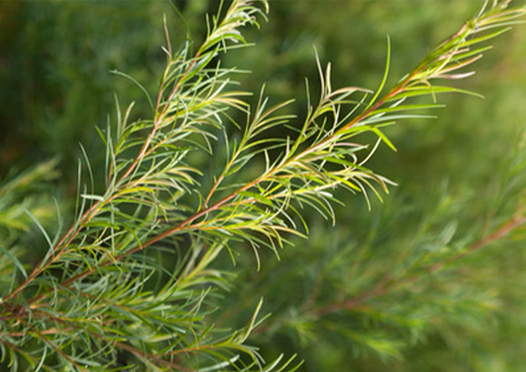 Pure™ Aromatherapy Handmade Soap Tea Tree Fragrance / Scent