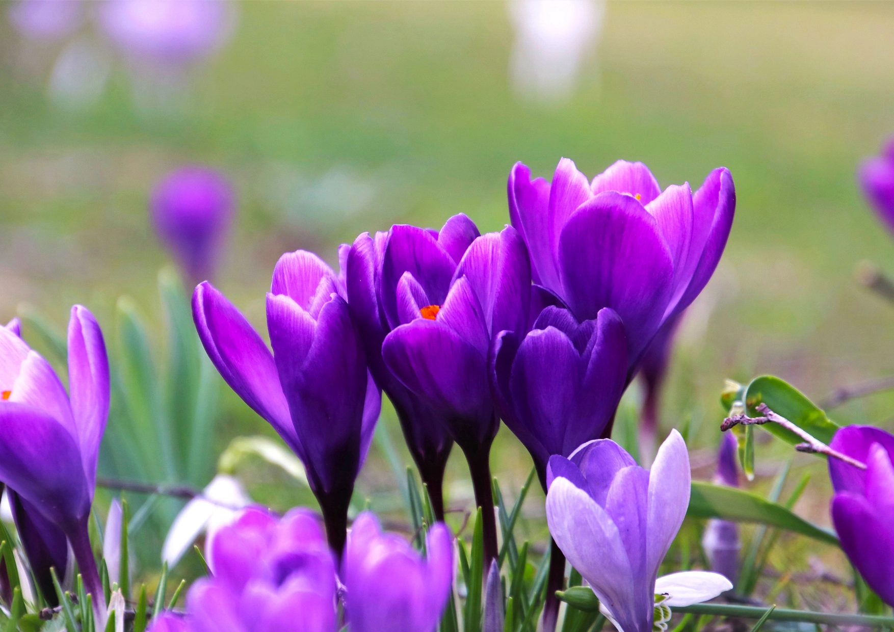 Image of a bouquet violet