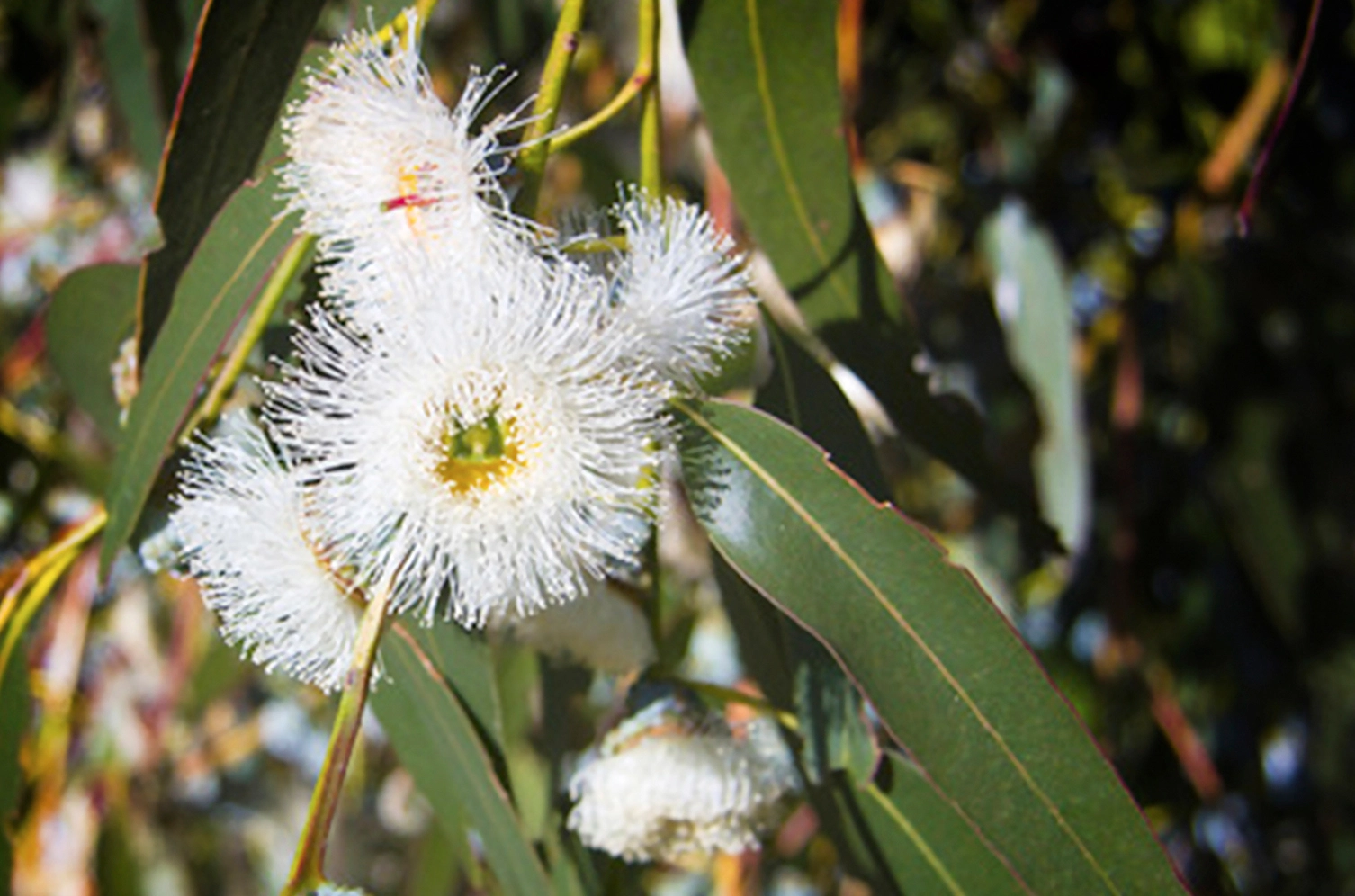 Certified Organic Pure Essential Oil - Eucalyptus (Eucalyptus globulus)