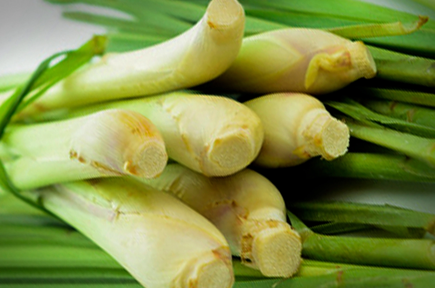 Certified Organic Pure Essential Oil - Lemongrass (Cymbopogon citratus / flexuosus)