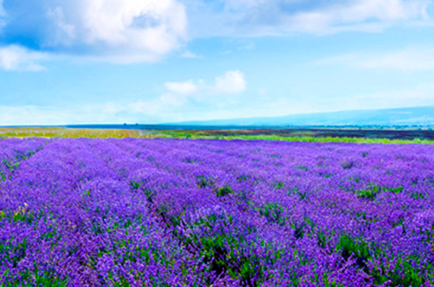 Certified Organic Pure Essential Oil - Lavender (Lavandula angustifolia)