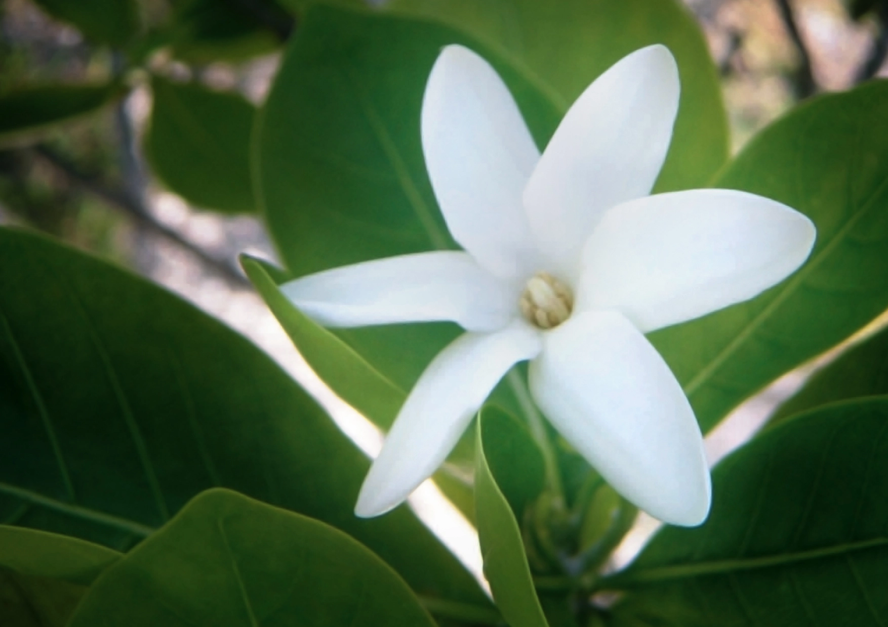 Tiare Fl Water Gardenia Tahitensis