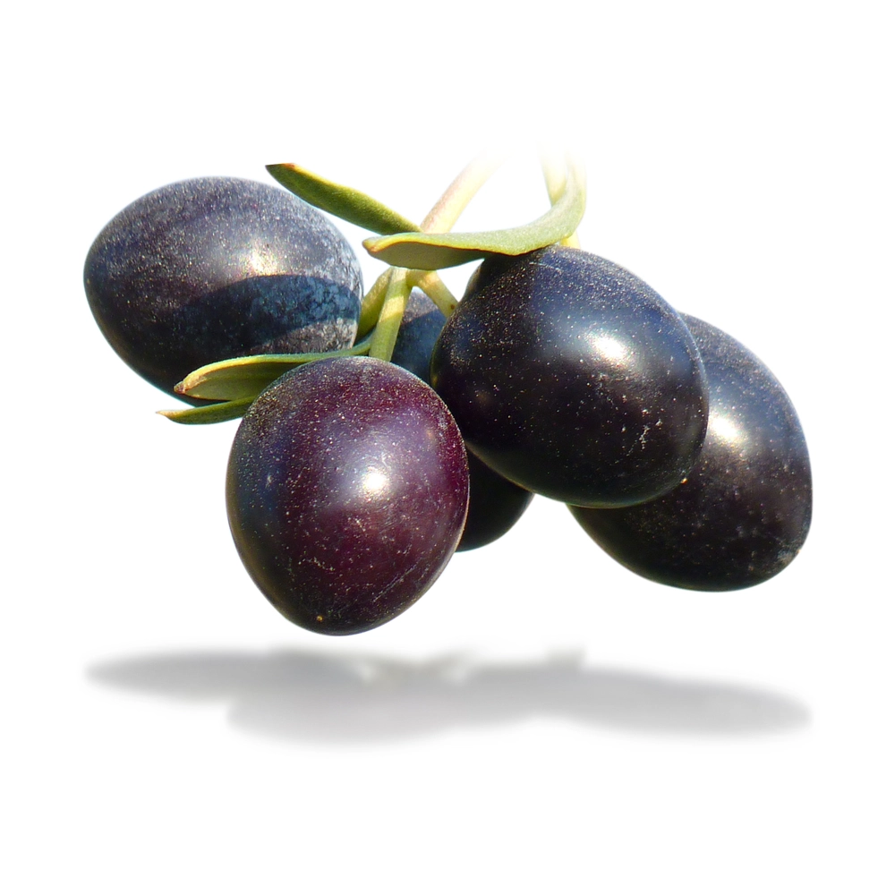 Premium Grade Carrier Oil - Olive Family