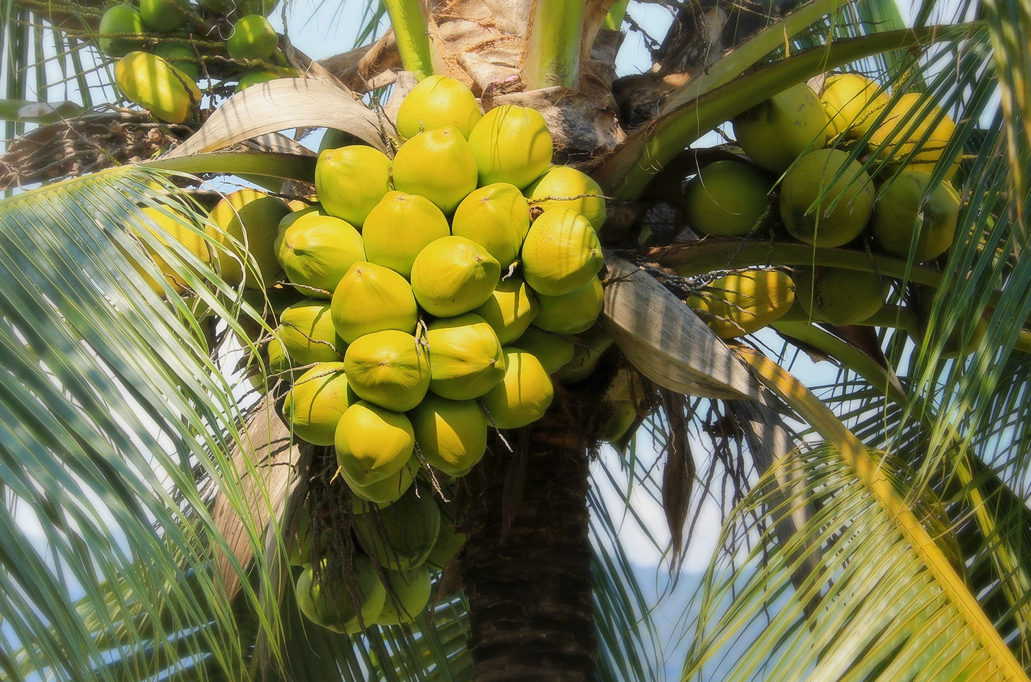 Premium Grade Carrier Oil - Fractionated Coconut Oil (Cocos nucifera)